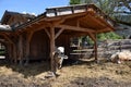 Cow in a farm in mountains of southtyrol italy. rural life Royalty Free Stock Photo