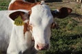 A cow on a farm with a number looks at the camera