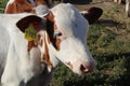 A cow on a farm with a number looks at the camera and is sad because it will soon be eaten