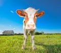 Cow on the farm Royalty Free Stock Photo
