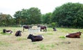 Cow farm Royalty Free Stock Photo