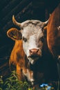 Cow at a Farm in the Swiss Alps Royalty Free Stock Photo