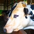 Cow on the farm waiting for feeding
