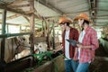 a cow farmer girl holding a tablet as a man feeds the cow with hay Royalty Free Stock Photo