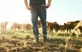 Cow, farmer and man on grass field in nature for meat, beef or cattle food industry. Closeup back view of farming Royalty Free Stock Photo