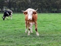 Cow in a farmer`s field