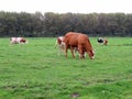 Cow in a farmer`s field