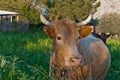 A cow of the farmer Royalty Free Stock Photo