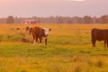 Cow farming animal over green glass