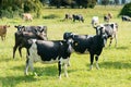 Cow farming over green glass Royalty Free Stock Photo