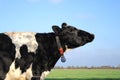 Cow on farmland