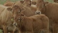 Cow on farmland