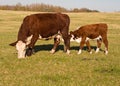 Cow Feeding Calf in Field Royalty Free Stock Photo