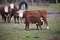 Cow feeding cattle Royalty Free Stock Photo