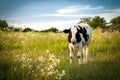 Cow feeding in the green field, meadow, pasture in sunny summer day, beautiful landscape with copy space, domestic farm Royalty Free Stock Photo