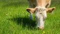 Cow feeding on a green pasture Royalty Free Stock Photo