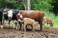 Cow feeding her calf Royalty Free Stock Photo
