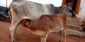 cow feeding milk on road during raining season in front of home Royalty Free Stock Photo