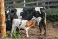 The cow feeds the calf milk from the udder Royalty Free Stock Photo