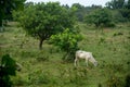 Cow Field in the pasture