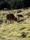 Cow in field