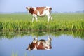 Cow on the field Royalty Free Stock Photo