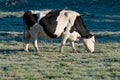 Cow on a Field Royalty Free Stock Photo