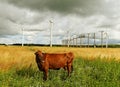 Cow on the field. Royalty Free Stock Photo