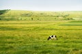 Cow in field Royalty Free Stock Photo