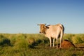 Cow in the field Royalty Free Stock Photo