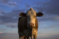 Cow in the field against the sky, sunset. A mammal is grazing in the evening