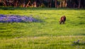 Cow in a Field of Bluebonnets