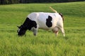 Cow on the field Royalty Free Stock Photo