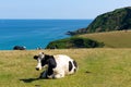 Cow in a field Cornish coast Cornwall England UK
