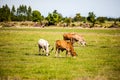 Cow Royalty Free Stock Photo