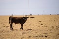 Cow in the field. Cows on a summer pasture. Cows eating hay in cowshed on dairy farm. Rural Landscape With Cows. Royalty Free Stock Photo