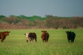 Cow in the field. Cows on a summer pasture. Graze on a green farm field in spring. Royalty Free Stock Photo