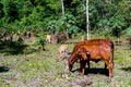 cow in field, digital photo picture as a background , taken in vang vieng, laos, asia Royalty Free Stock Photo