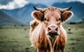 Cow in the field, eating grass and looking good, make with AI