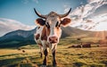 Cow in the field, eating grass and looking good, make with AI