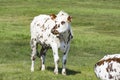 Cow in a field, on grass. Cow on pasture outdoors, agriculrure. Normande race breed, from Normandy, France.