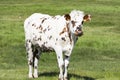 Cow in a field, on grass. Cow on pasture outdoors, agriculrure. Normande race breed, from Normandy, France.