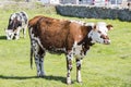 Cow in a field, on grass. Cow on pasture outdoors, agriculrure. Normande race breed, from Normandy, France.