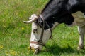 Cow in a field, on grass. Cow on pasture outdoors, agriculture