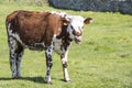 Cow in a field, on grass. Cow on pasture outdoors, agriculrure. Normande race breed, from Normandy, France.