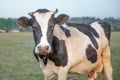 Cow and field of grass Royalty Free Stock Photo