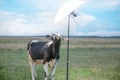 Cow and field of grass Royalty Free Stock Photo