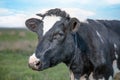 Cow and field of grass Royalty Free Stock Photo