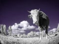 A cow is in the field is in an infra-red color