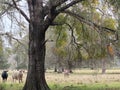 Cow field with lone donkeys and numerous cows with Holly Oak trees Royalty Free Stock Photo